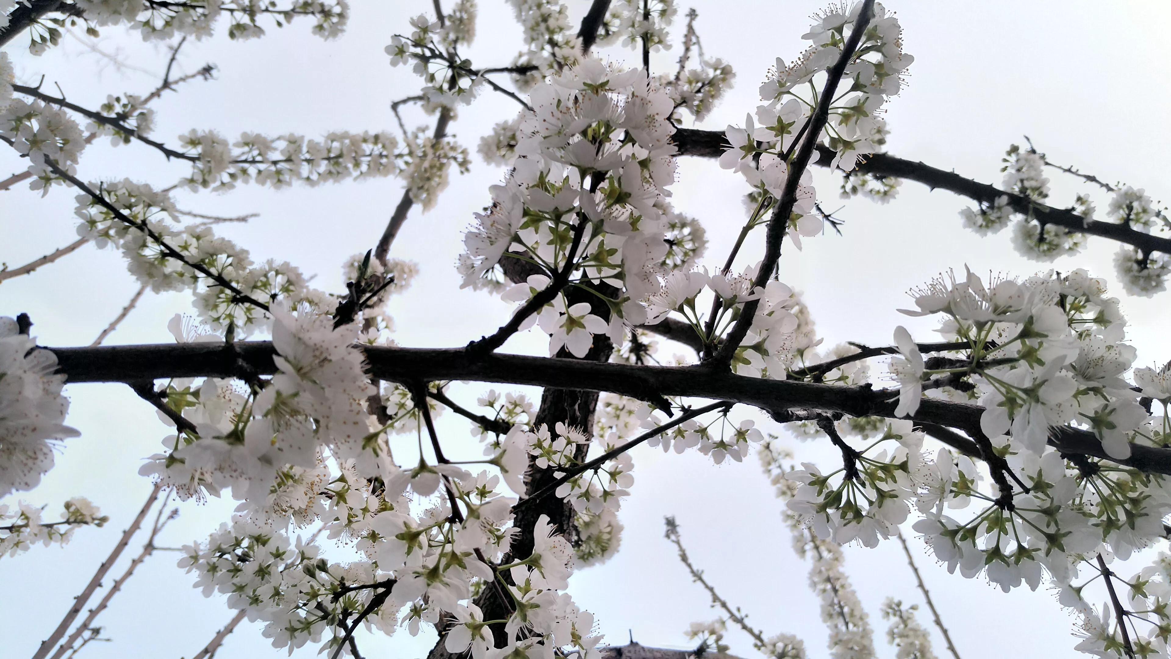 李树开花一树白,银装素裹如堆雪