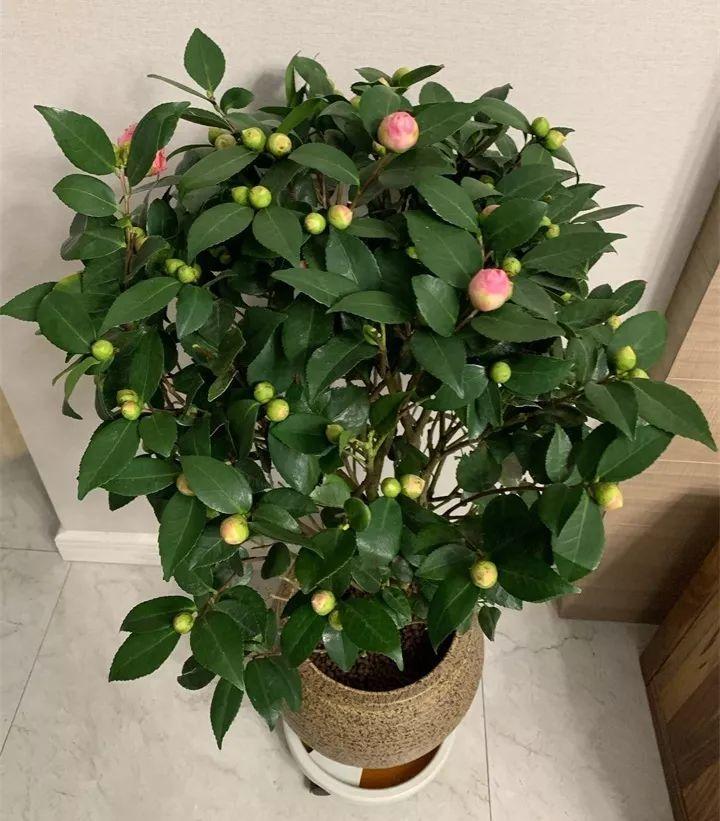 山茶花的养殖方法(养茶花的5个养殖小技巧)