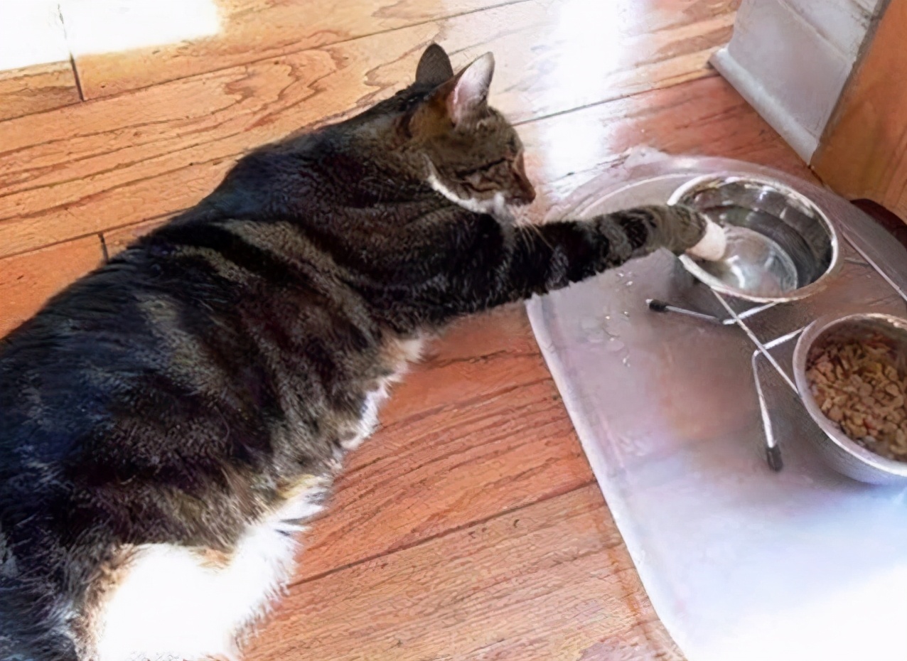 猫咪喝水讲究多:在喝水方面,猫更加精致