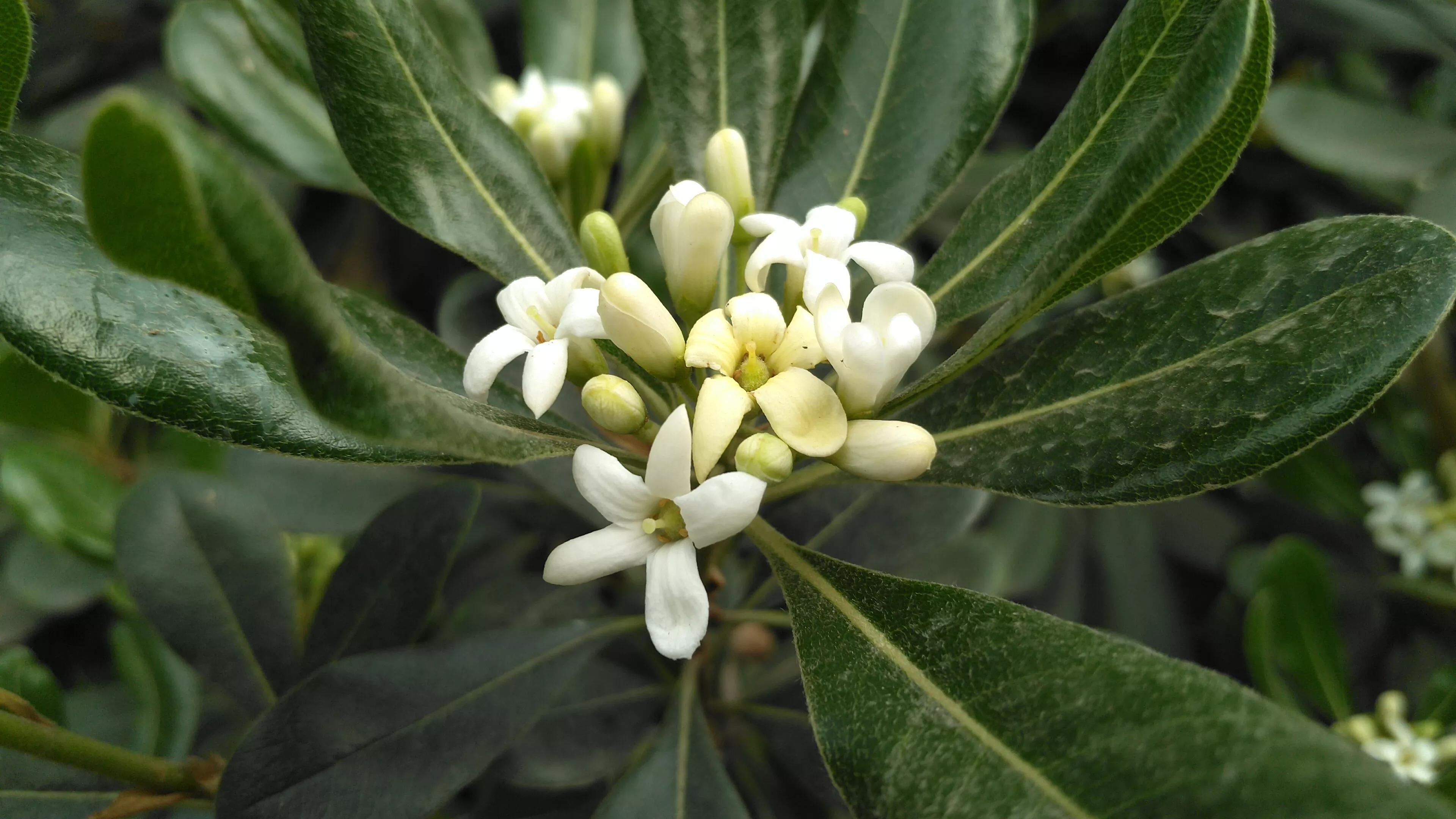 小巧海桐花,浓香令人夸