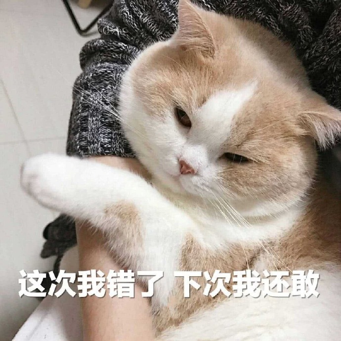 猫咪表情包｜猪猪不知道不关猪猪的事