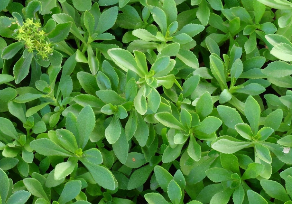 三七花叶,植物,三七粉_大山谷图库