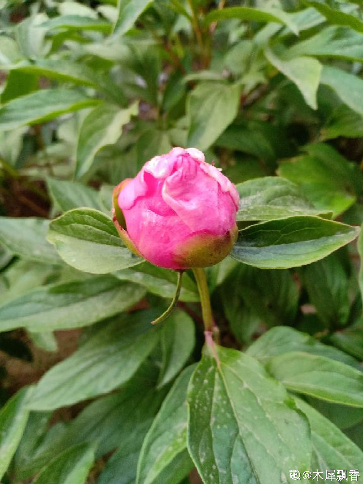 牡丹与芍药的区别（6个方法教你快速区别）