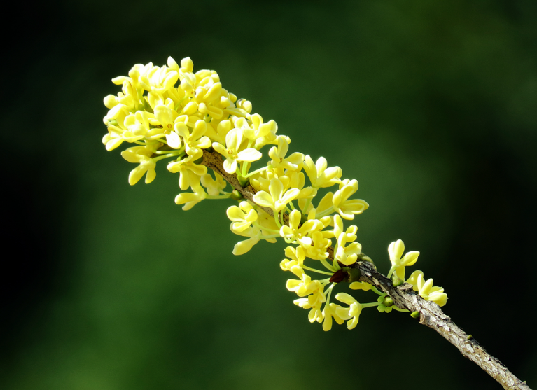 桂花 诗词(浓香满衣袂 不觉桂花开，十五首桂花的诗词，桂花香，秋意浓)