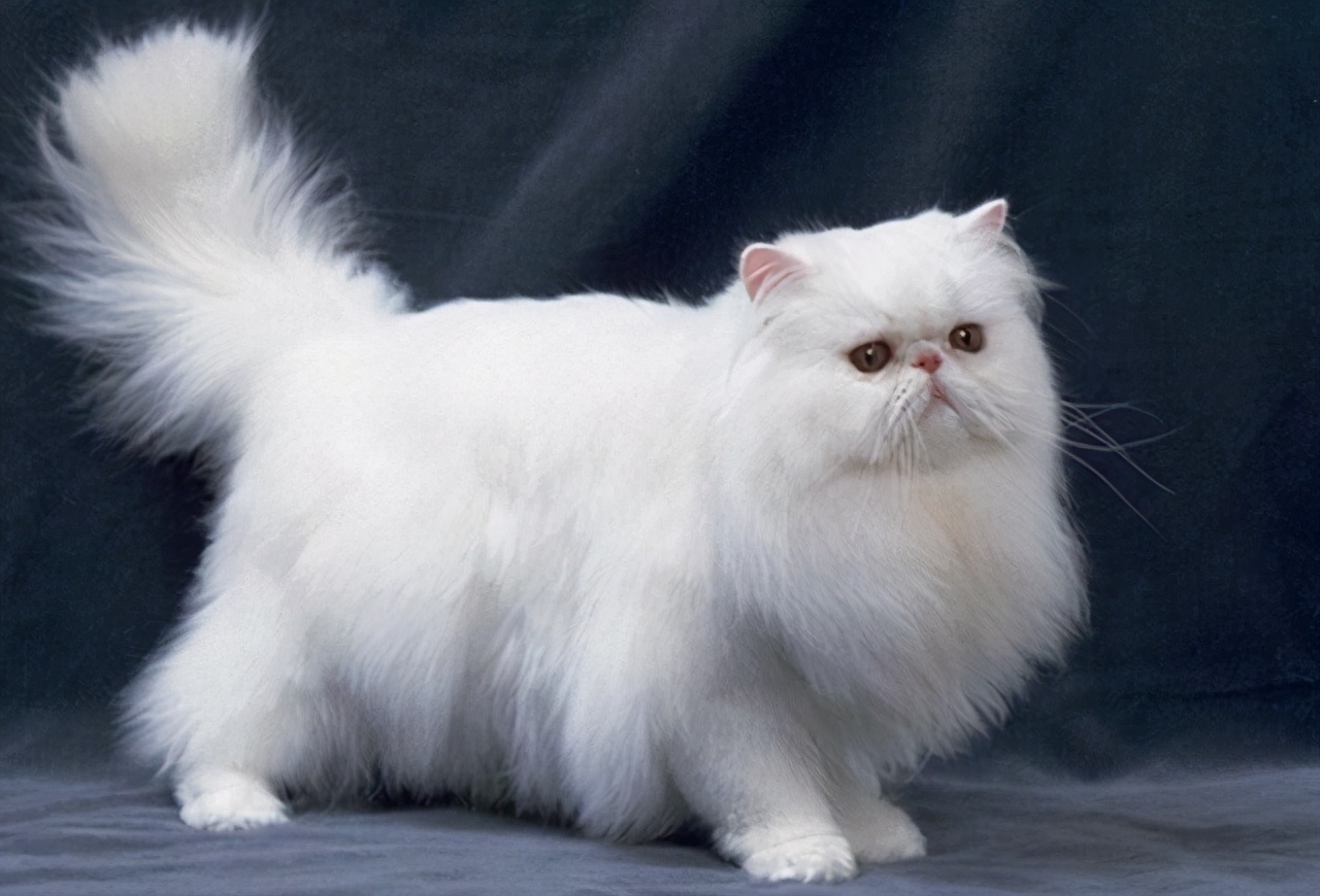 猫品种有哪些（公认颜值最高的10种猫咪）