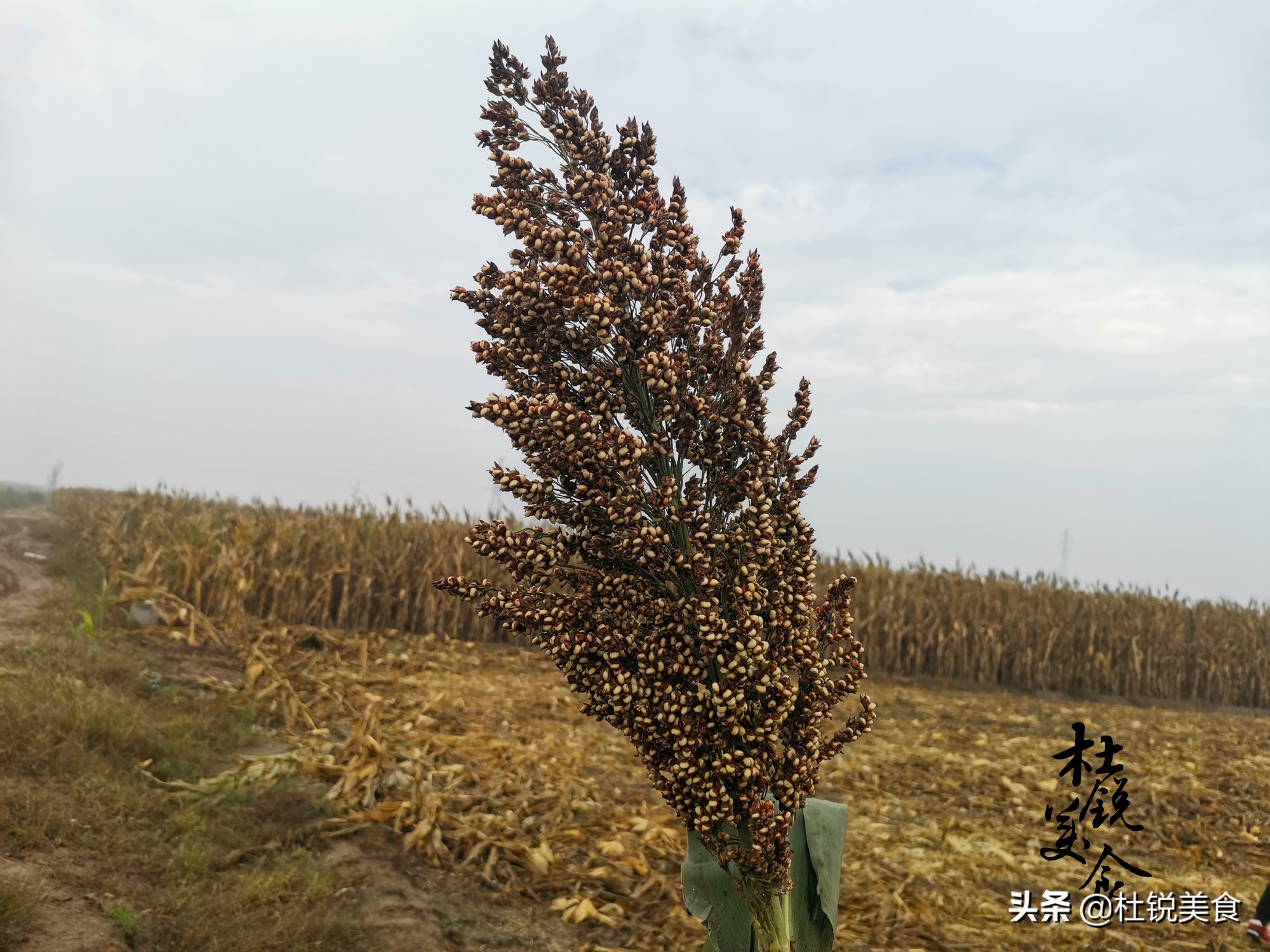 网购白酒盛行，酿酒师不外传的4招鉴别白酒真劣法，不懂酒也可以