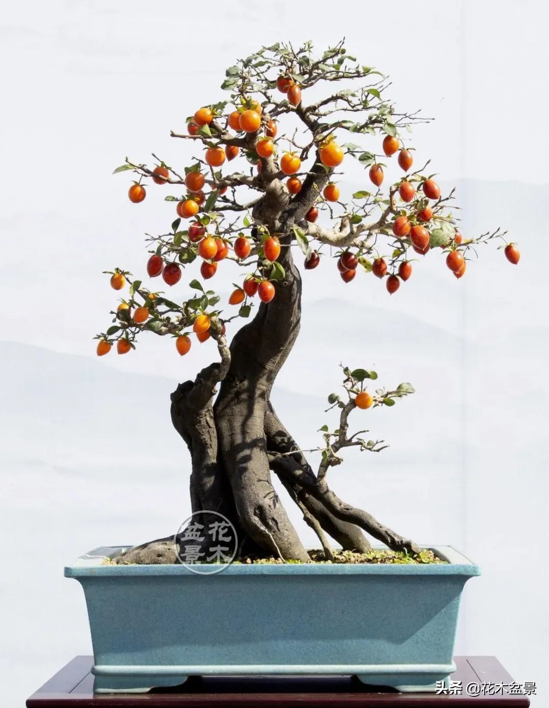 2020义乌市"大陈杯"首届老鸦柿盆景展