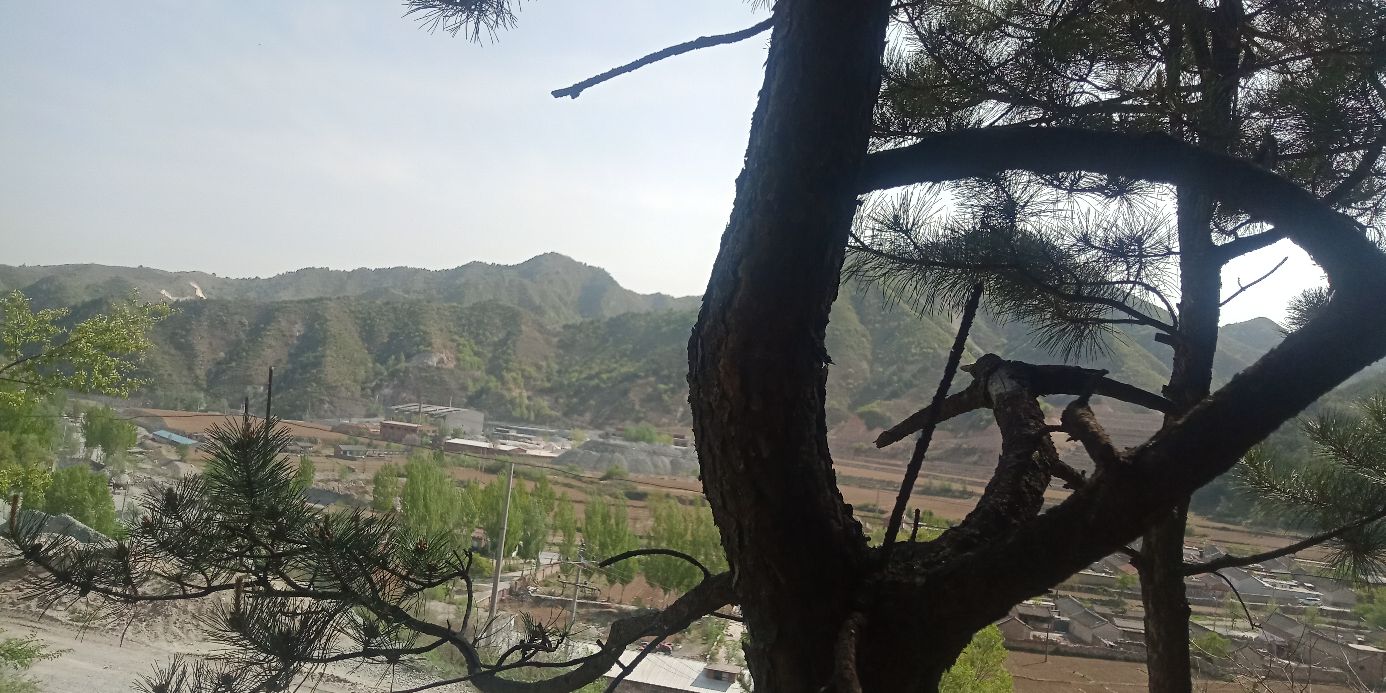 涞源县春末夏初诗三首：忍却松针扎手痛，换得溢彩牡丹殊