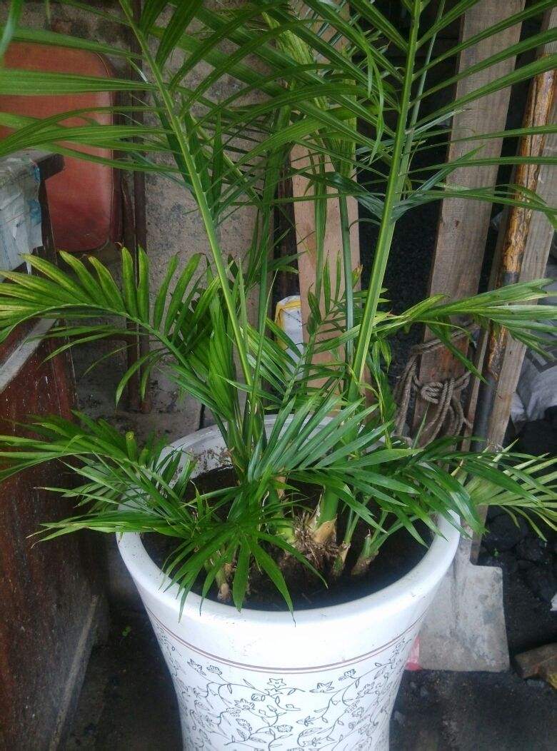 朋友搬家送几盆花合适（亲戚搬新家送什么花好）