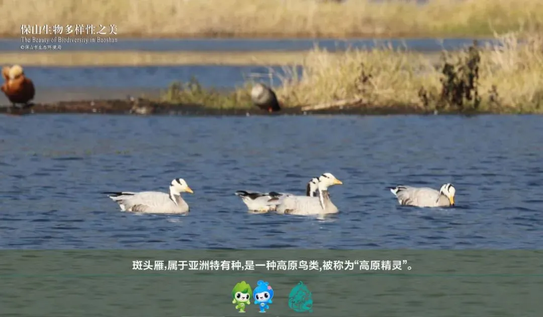 惊艳!生物多样的保山,美到你无法想象