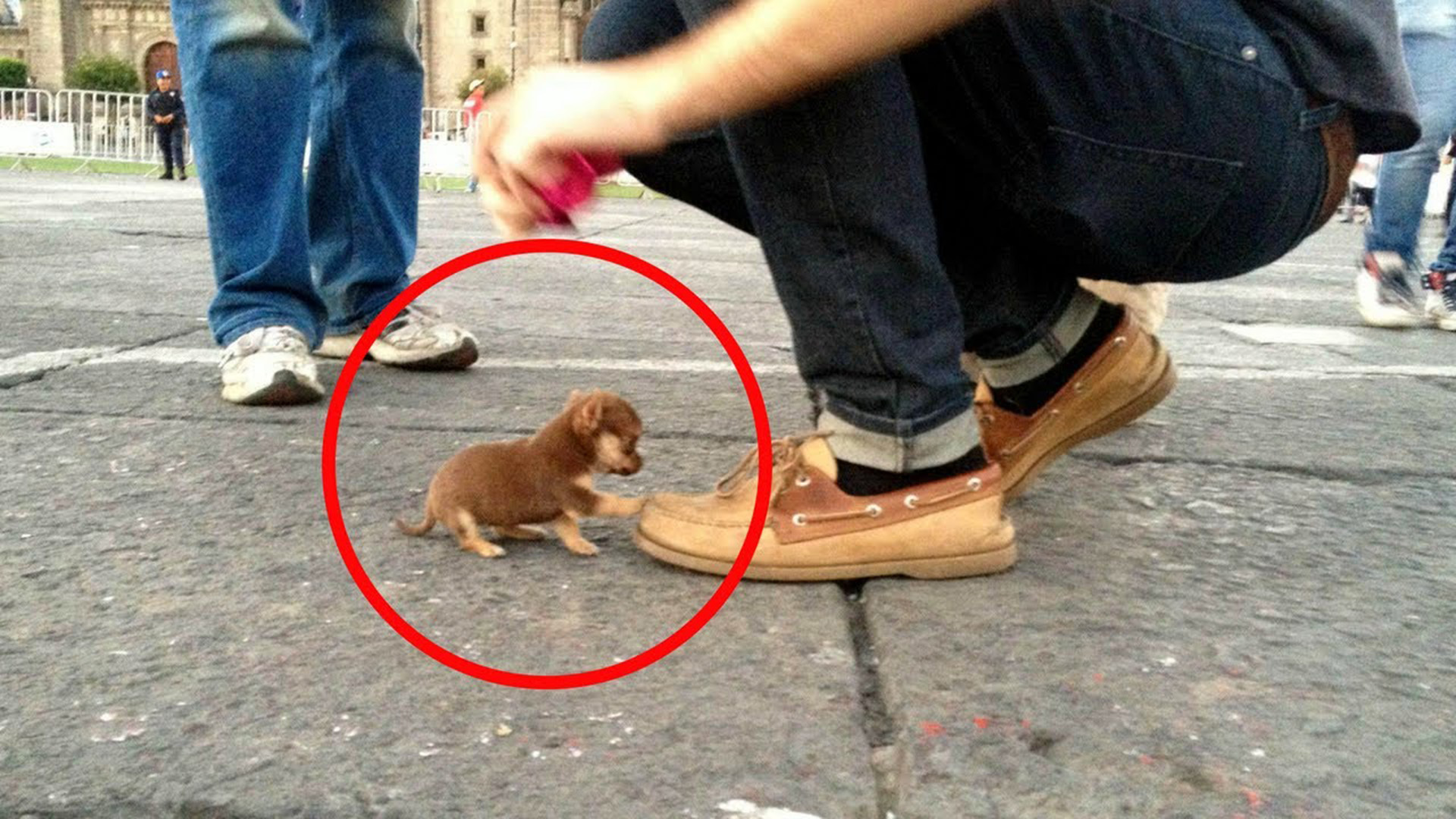 世界最小的狗是什么（世界上最小的5种狗介绍）