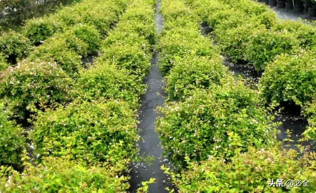 小树苗的成长过程（各种植物不同成长阶段的养护要点）