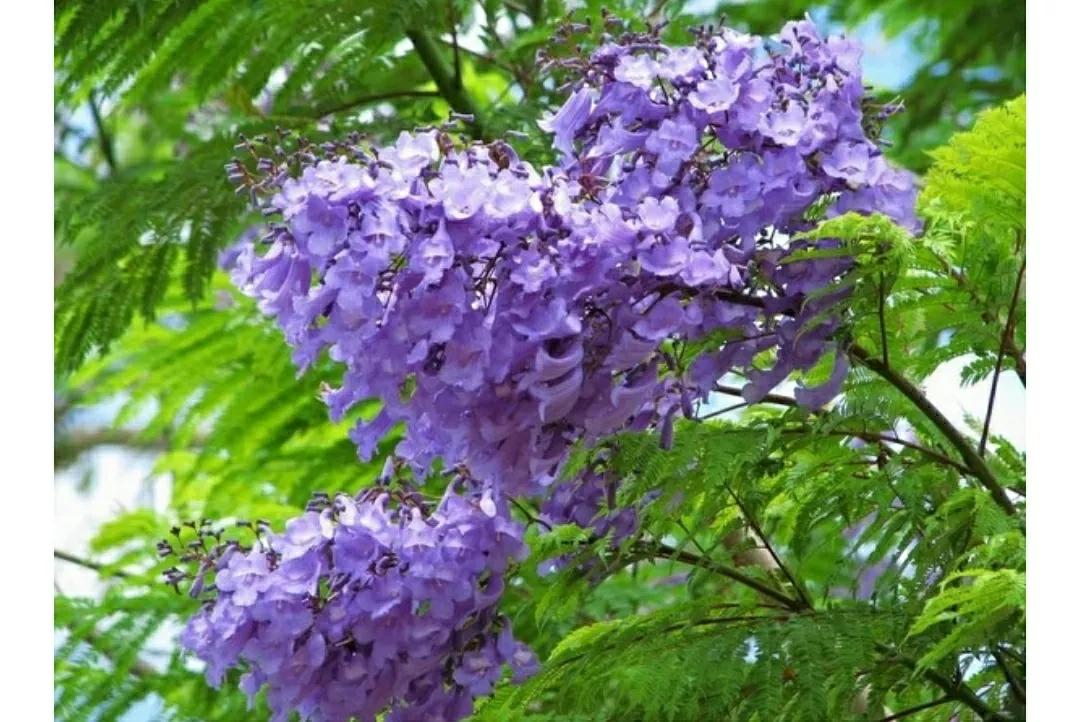 蓝楹花和蓝花楹区别（花语传说化蝶之蓝花楹）