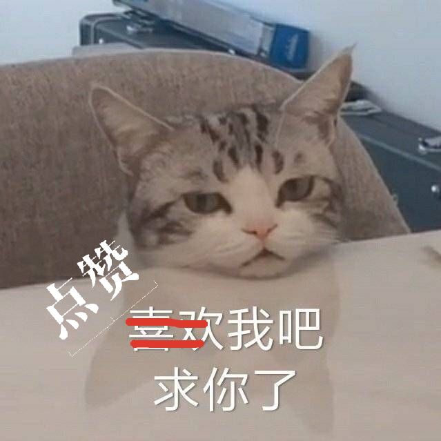 猫癣不是啥大問題，内行人透露3个治疗步骤，按流程来轻松搞定