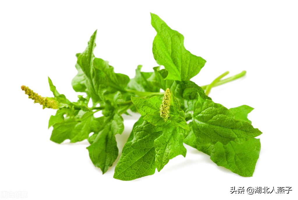 农村能吃的野菜100种大全(教你认识100种野菜和吃法)