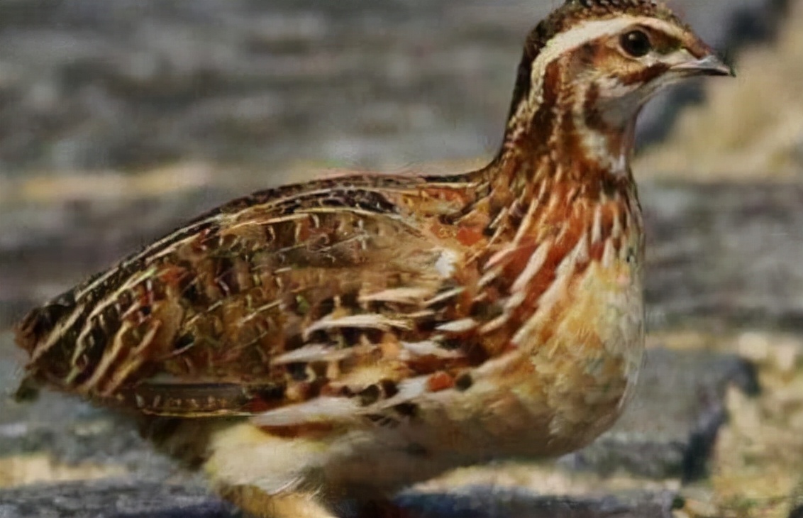 鹌鹑怎么读(鹌鹑怎么读)-我的快乐小窝