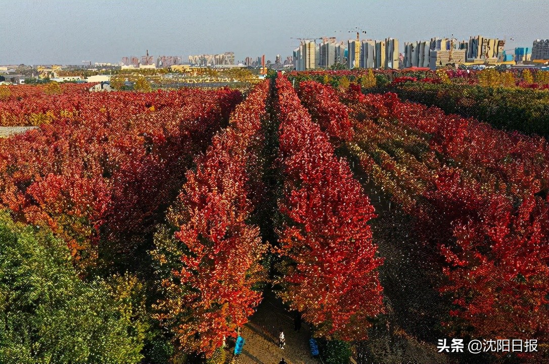 沈阳之秋：一年好景君须记，最是橙黄桔绿时