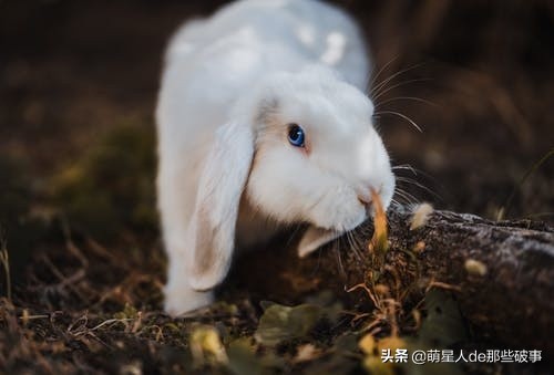 兔子能洗澡吗太臭了（分享新手的正确养兔指南）