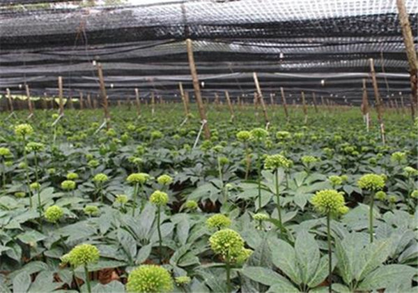 云南白药植物怎么养忌讳什么精心整理