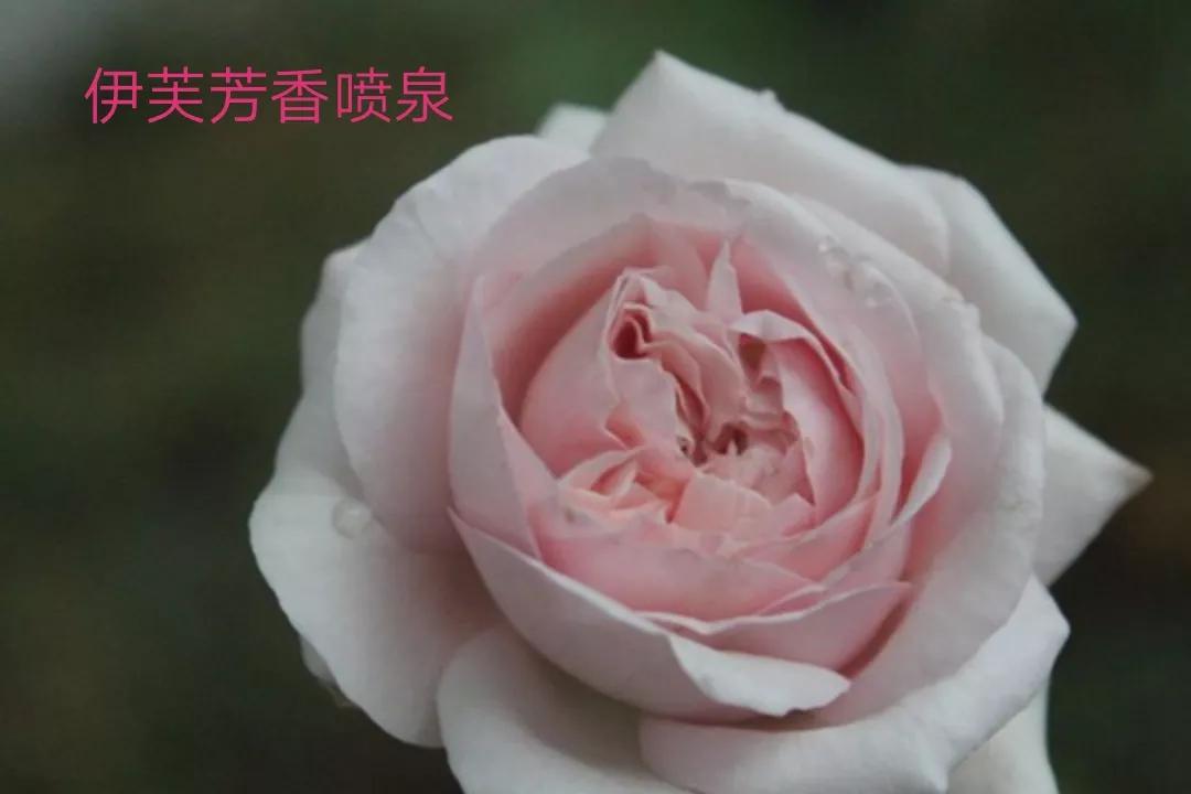 白荔枝玫瑰花语是什么（常见切花月季一览）