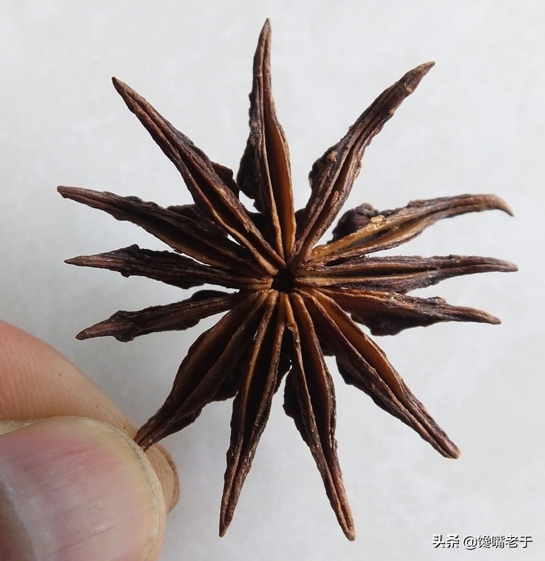 真八角香,假八角有毒,购买时牢记这5点,弄懂再买错不了