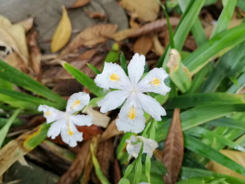 白蝴蝶花,白蝴蝶花图片