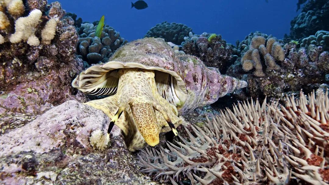 珊瑚是生物吗？珊瑚到底是动物还是植物-第51张图片