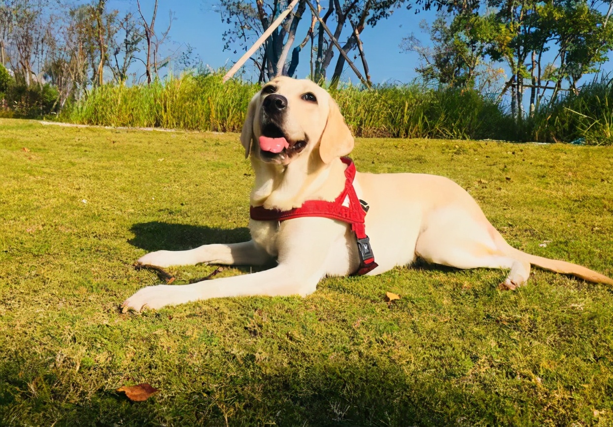 拉布拉多犬的标准体重是多少?体重不正常又该怎么办