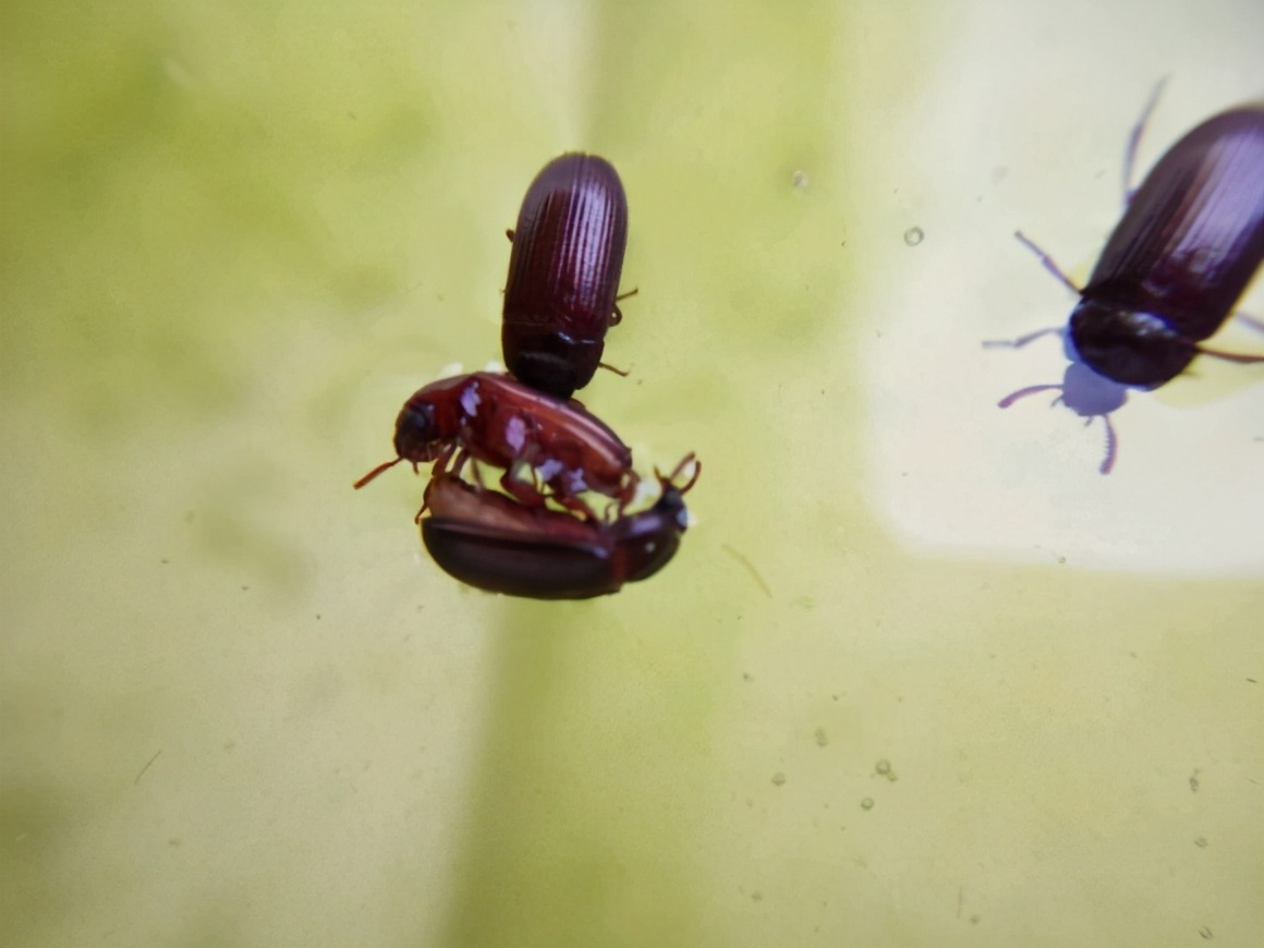 九头虫:我们知道它是妖怪,其实不是,它叫九龙虫,是一种好药