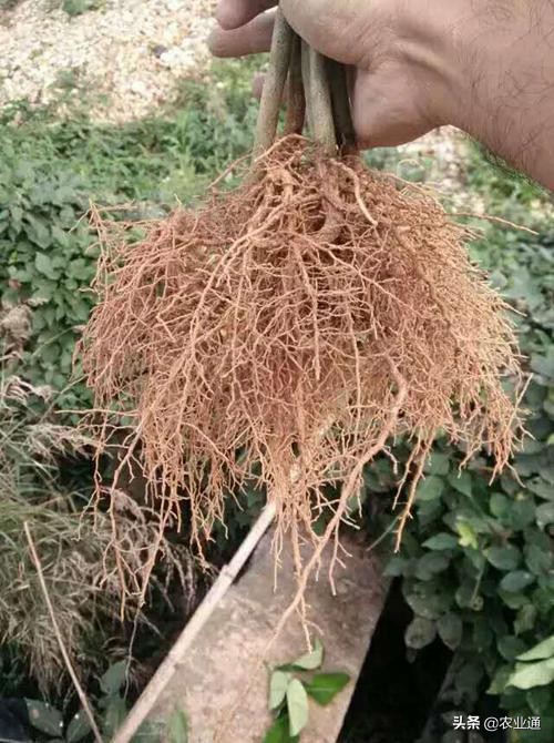果樹種植,果樹種植管理方法