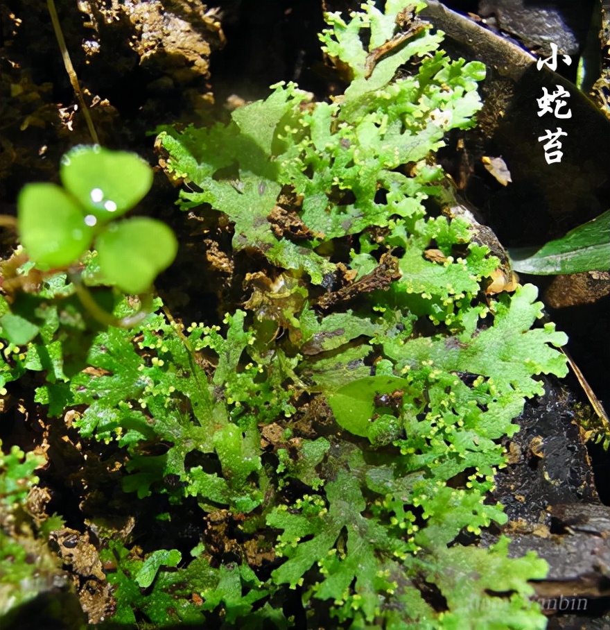 苔藓植物图片（小编带你盘点四十种苔藓植物）