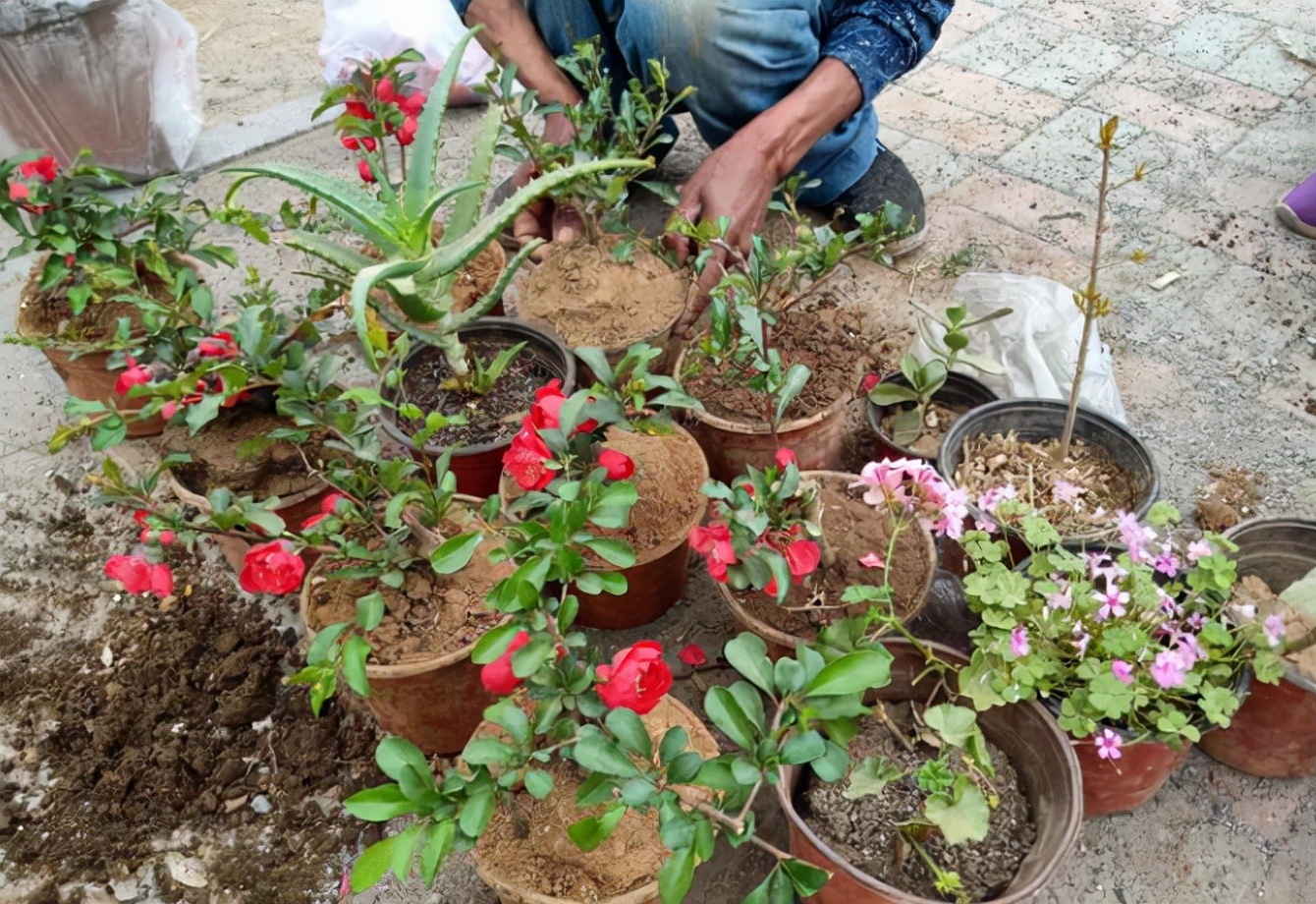 最近看到好多花友在养花的时候用园土,小齐就告诉他用园土养不好,因为