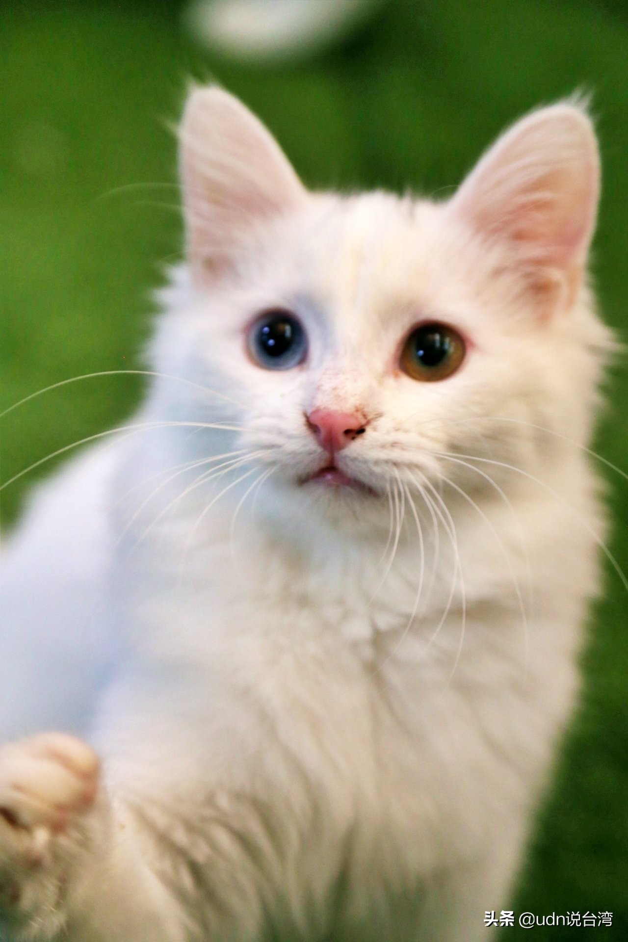 猫奴看到秒尖叫！土耳其国宝梵猫 全身白蓝绿眼