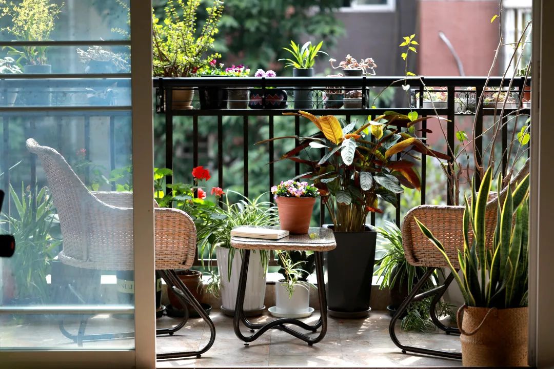 海妈花园访问｜想种花没地方？重庆小学老师在学校楼顶造了座花园