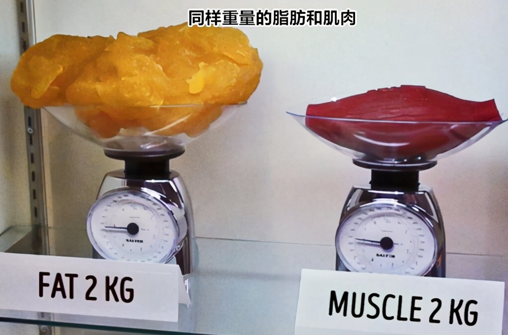 你的「体脂率」可能比猪高，快来测测你的体脂率
