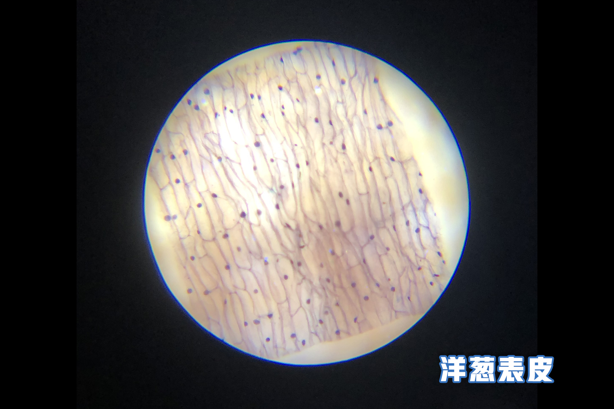 把视线放大120倍的家用显微镜,仅巴掌大小,扔给孩子能玩一天