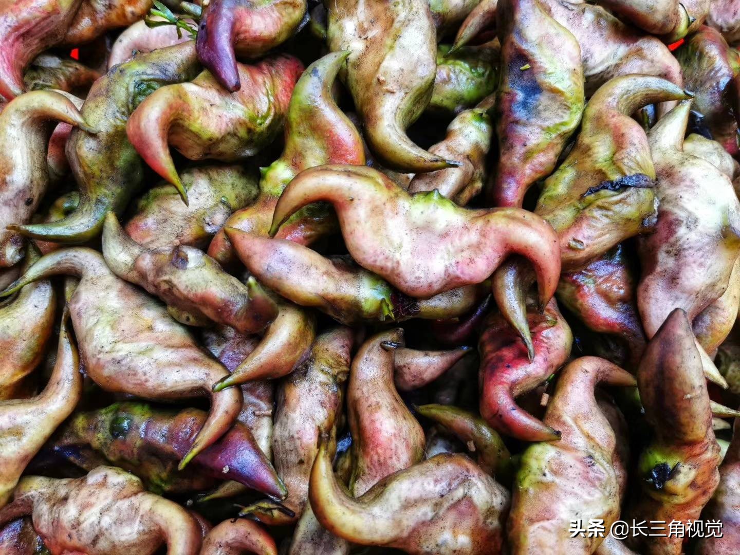 牛角菱的吃法(美味的东西总是伴随着回忆)