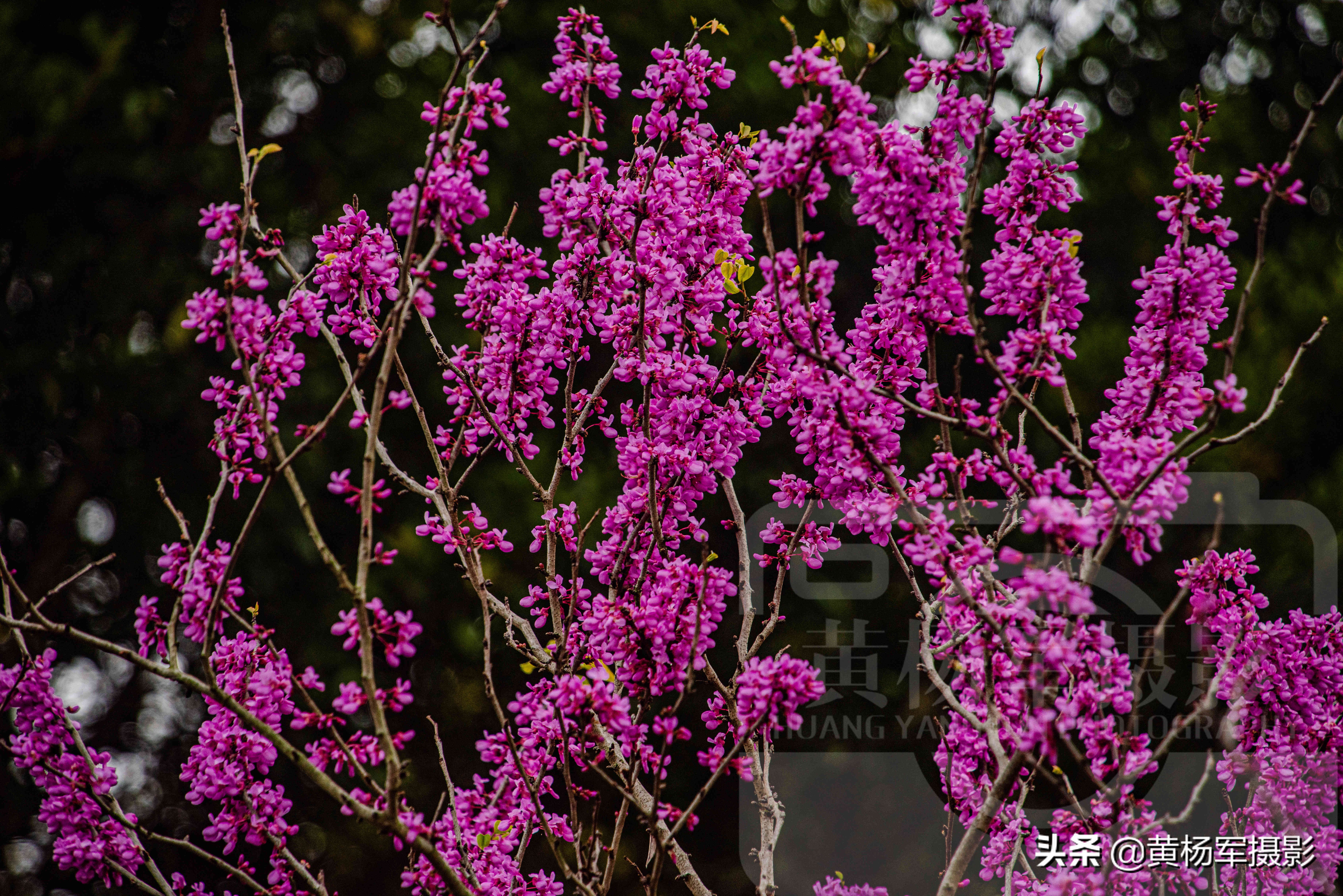 紫荆花几月开花(紫荆花香岛名贵的观赏植物)