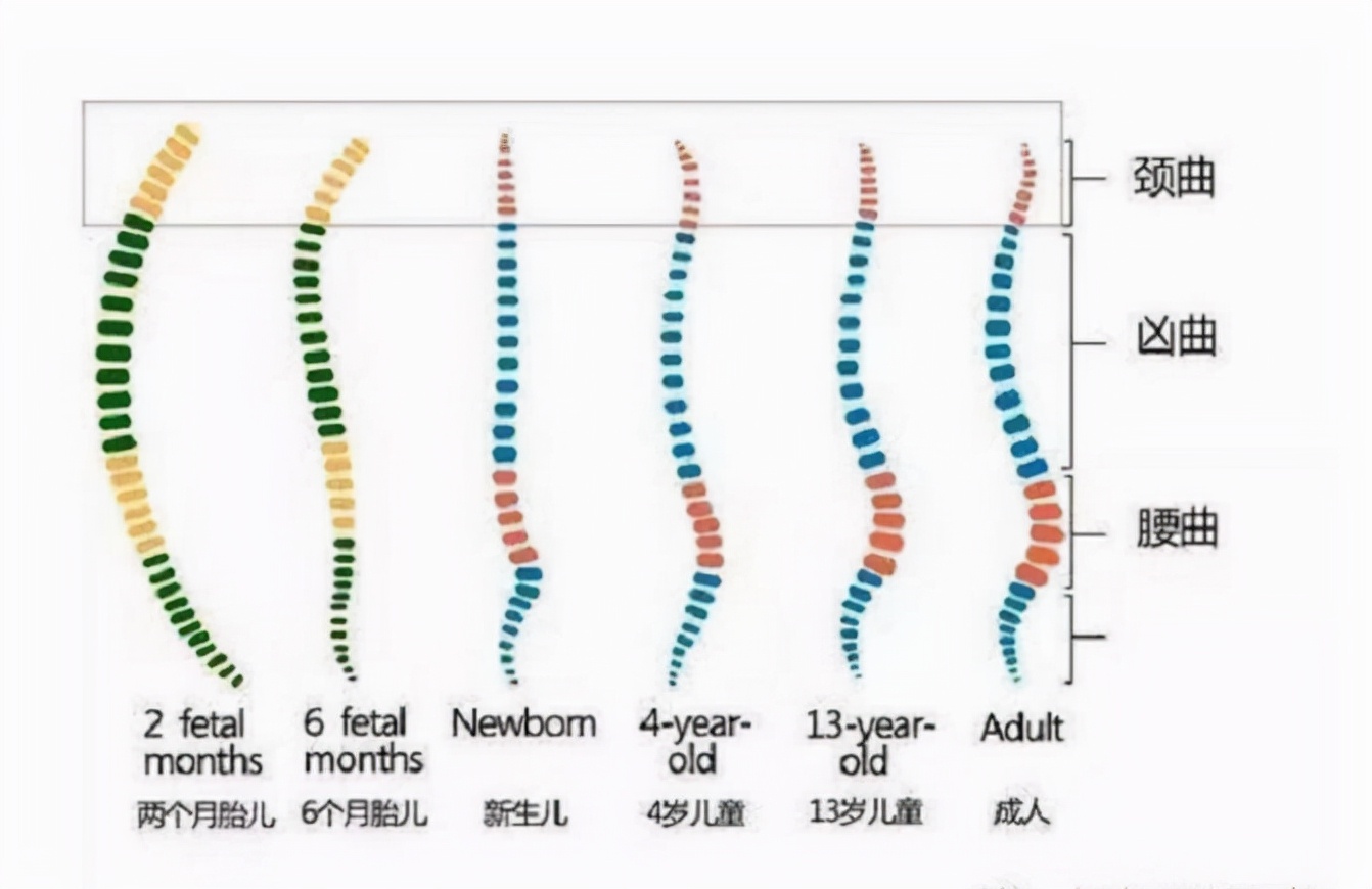 新生儿身体结构图图片