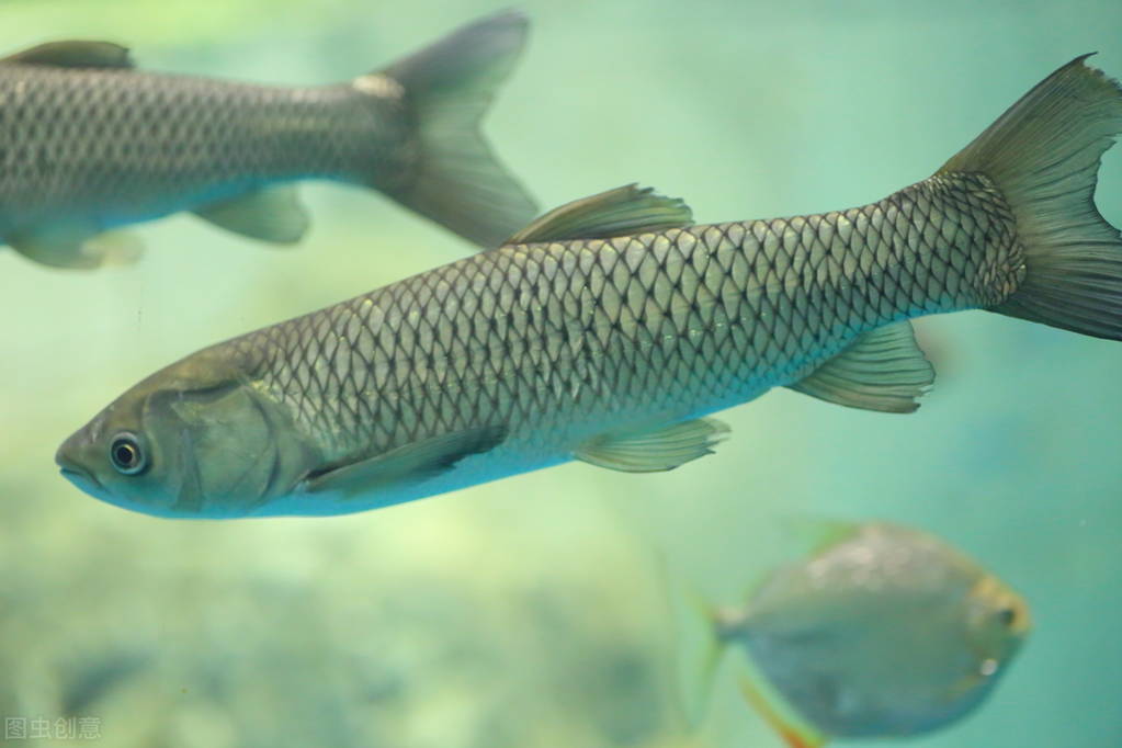 青鲇魚,青鲇魚的做法
