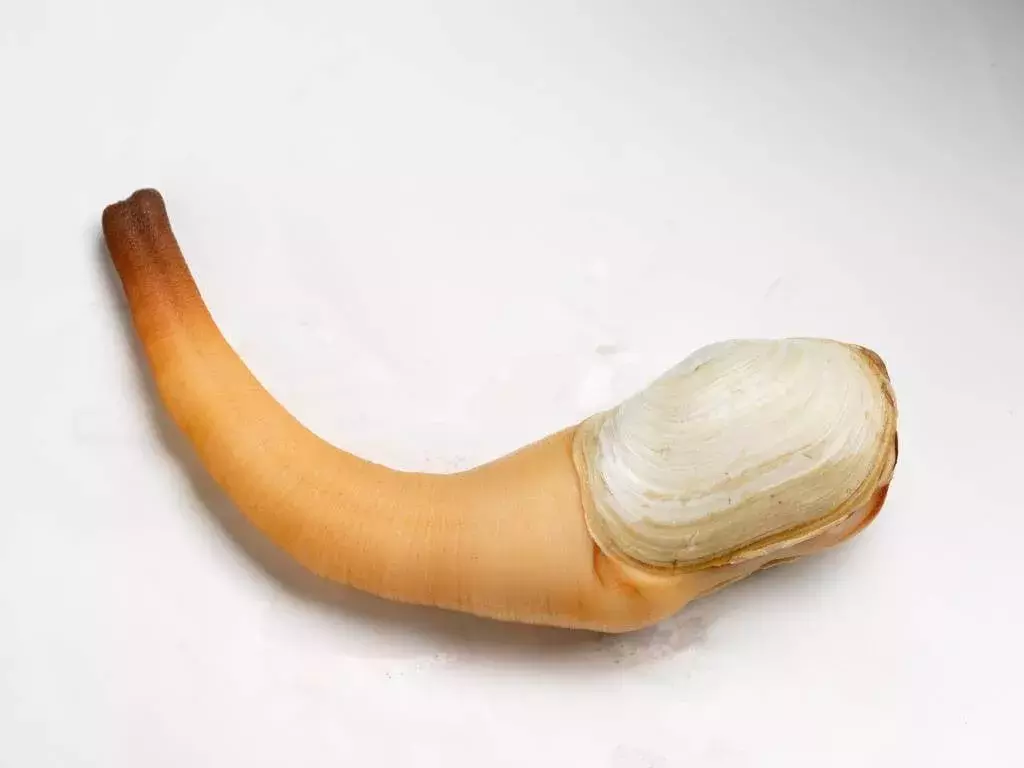 象拔蚌是什么 象拔蚌哪部分不能吃 - 汽车时代网