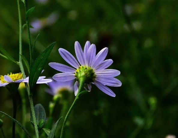 「诗词鉴赏」野花无主为谁芳，古诗词里的野菊，寂寞开，别样美