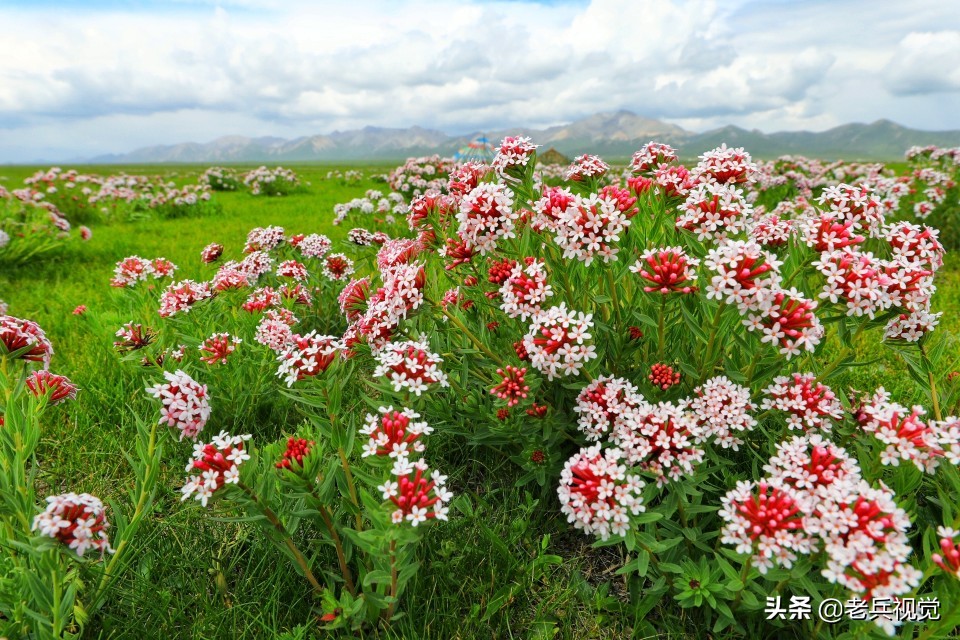 青海刚察：遇见惊艳的狼毒花