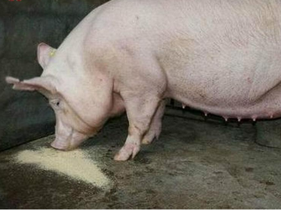 母猪不发情怎么办？母猪不发情用什么药物？原因和治疗方案在这里