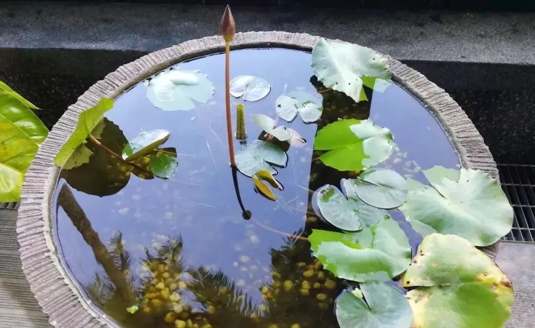 睡莲什么时候种最合适（“水中女神”睡莲的最佳栽种时间）