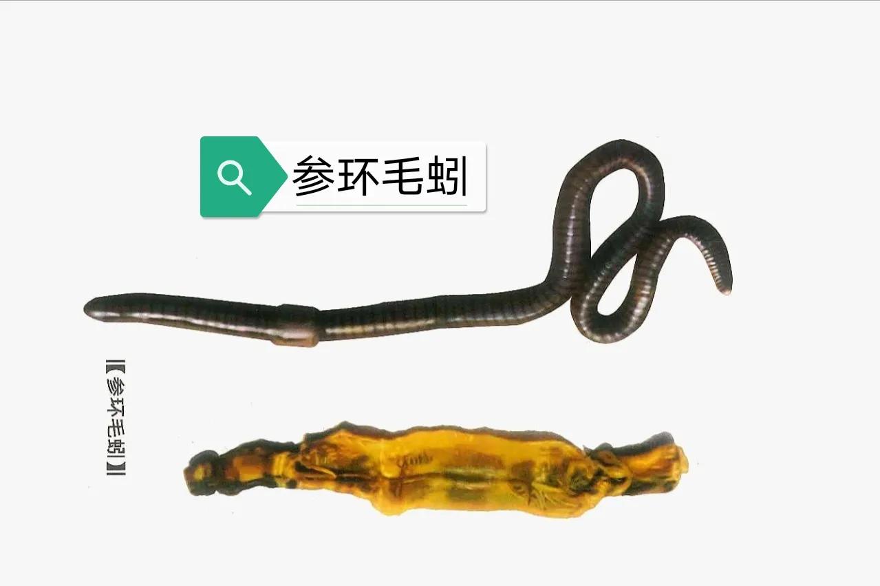中药古今研究：地龙