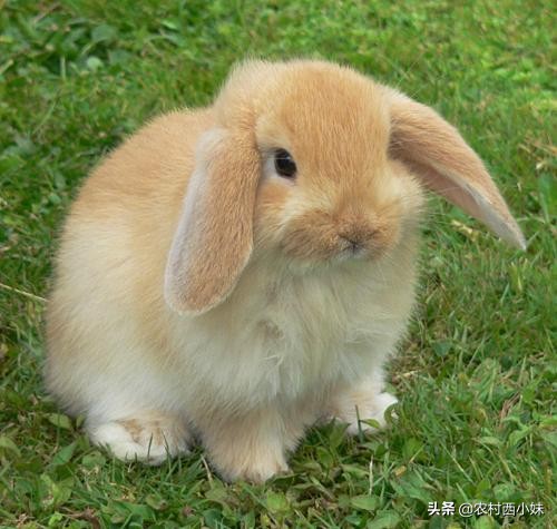 法国垂耳兔多少钱一只,法国垂耳兔好养吗