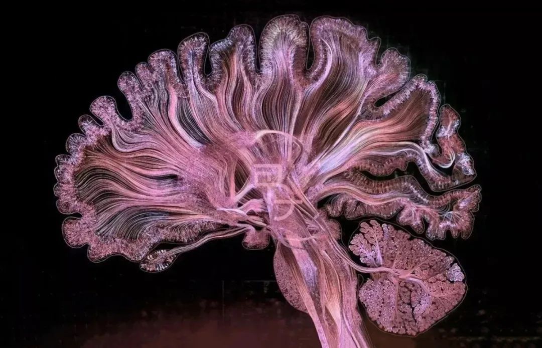 如何用脑科学的方式打开传统骨相学？