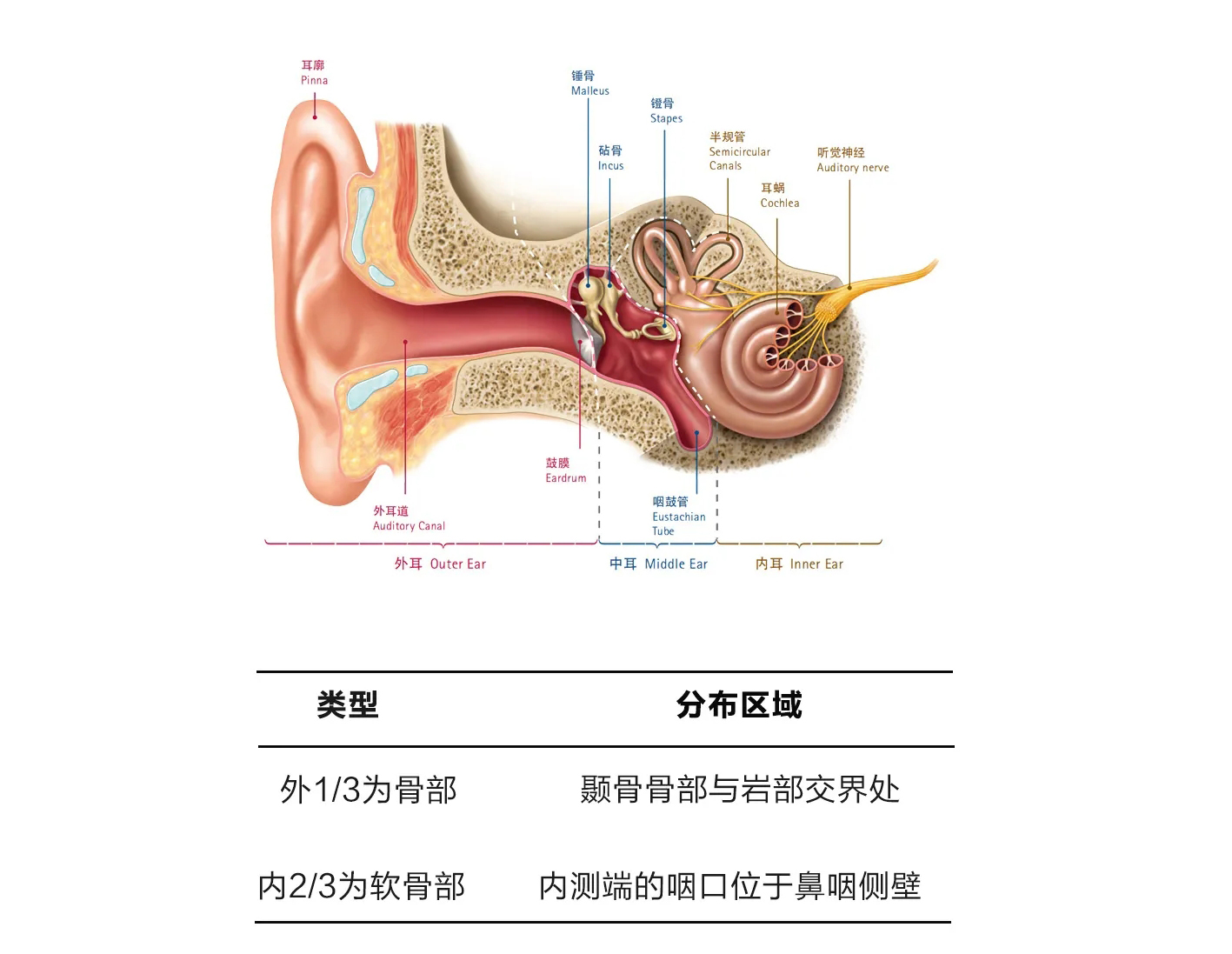 听见自己说话的声音闷闷的？当心是“这种病”在作祟