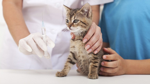 自从养了猫以后，全家人都以为我在吸毒！你家主子每个月花多少钱
